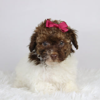 Izzie - Available 11/26