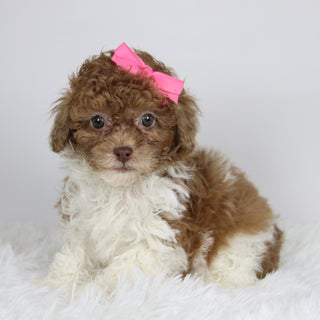 Missy - Available 11/26