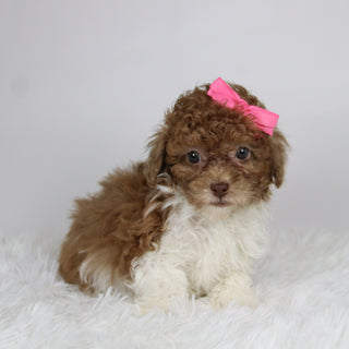 Missy - Available 11/26