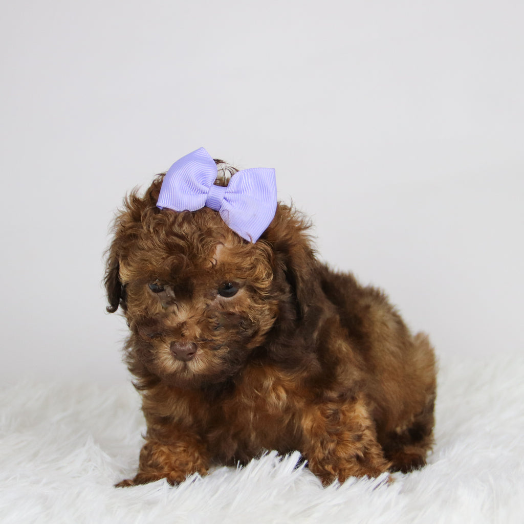 Veronica - Available 11/26