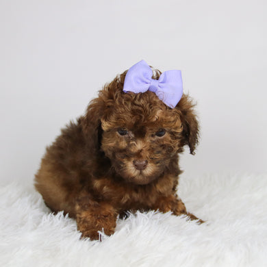 Veronica - Available 11/26