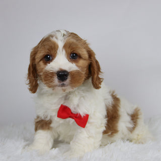 Well - available 12/3