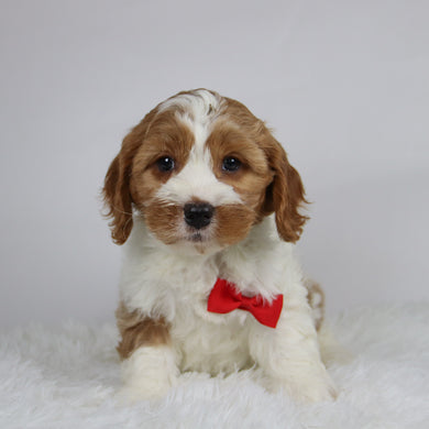 Well - available 12/3