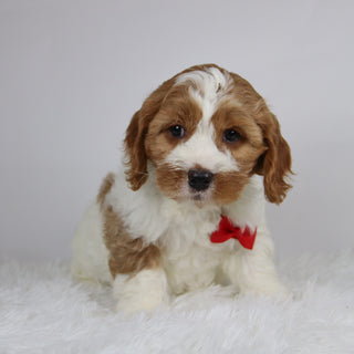 Well - available 12/3