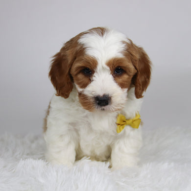 Jazz - available 12/3