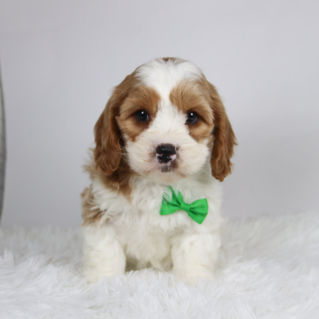 Jinx - available 12/3