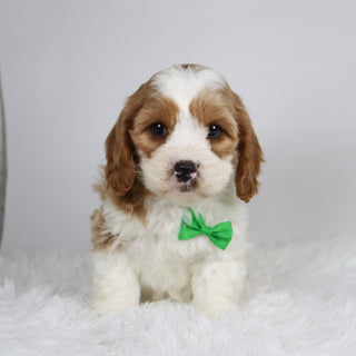 Jinx - available 12/3