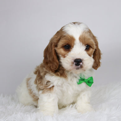 Jinx - available 12/3