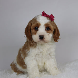 Bena - available 12/3