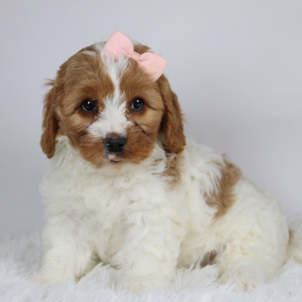 Bella - available 12/3