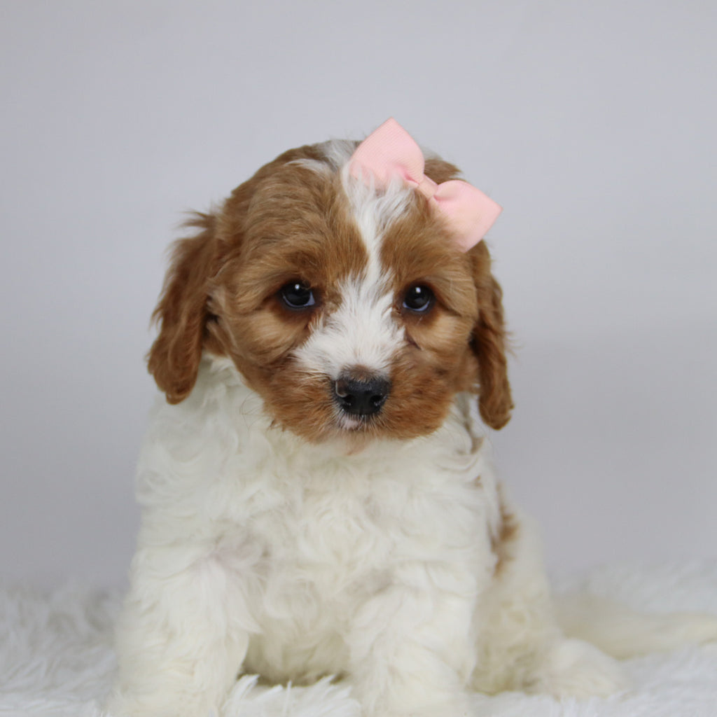 Bella - available 12/3