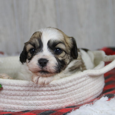 Winkley - Available 1/28