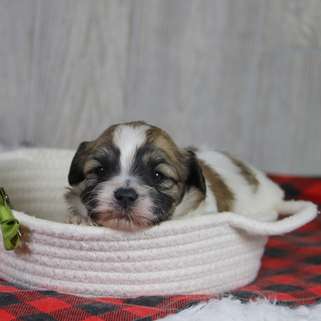 Tristen - Available 1/28