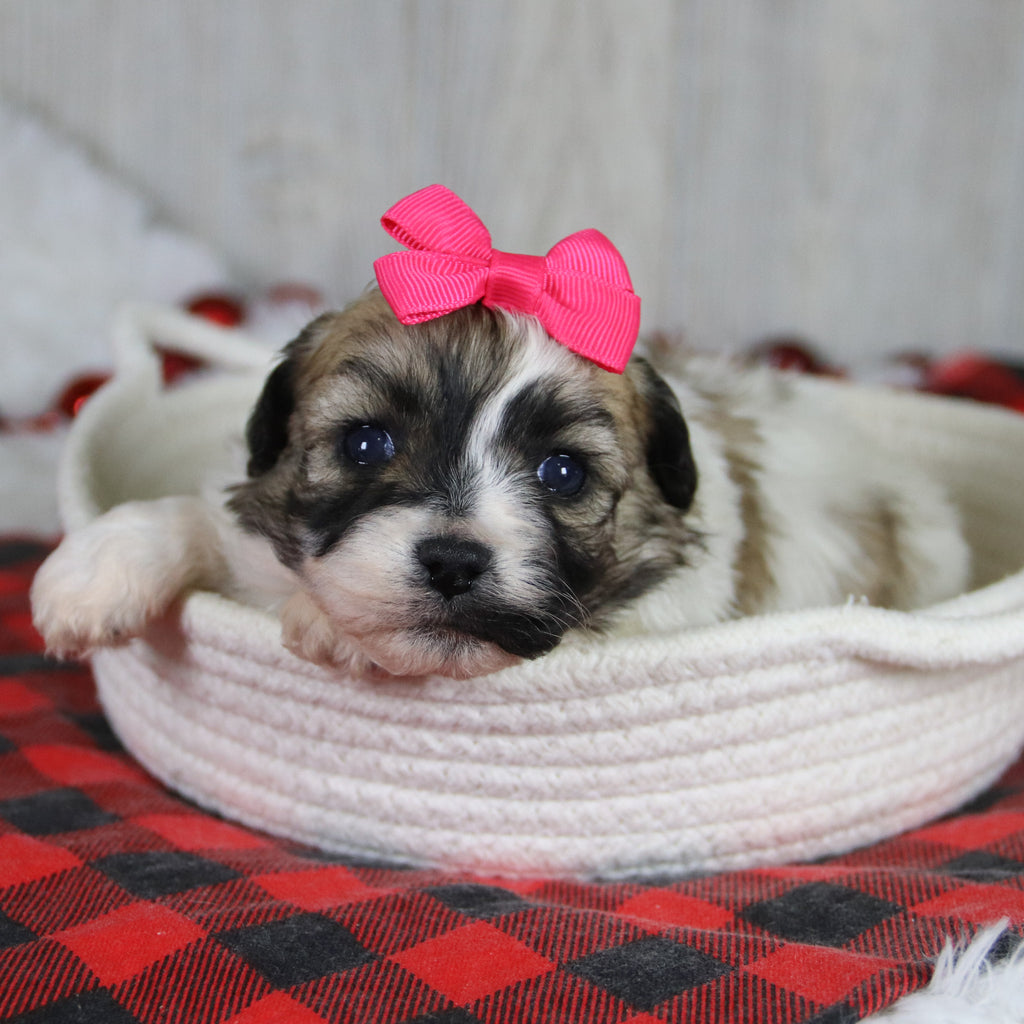 Callie - Available 1/28