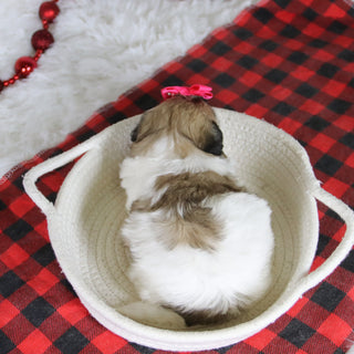 Callie - Available 1/28