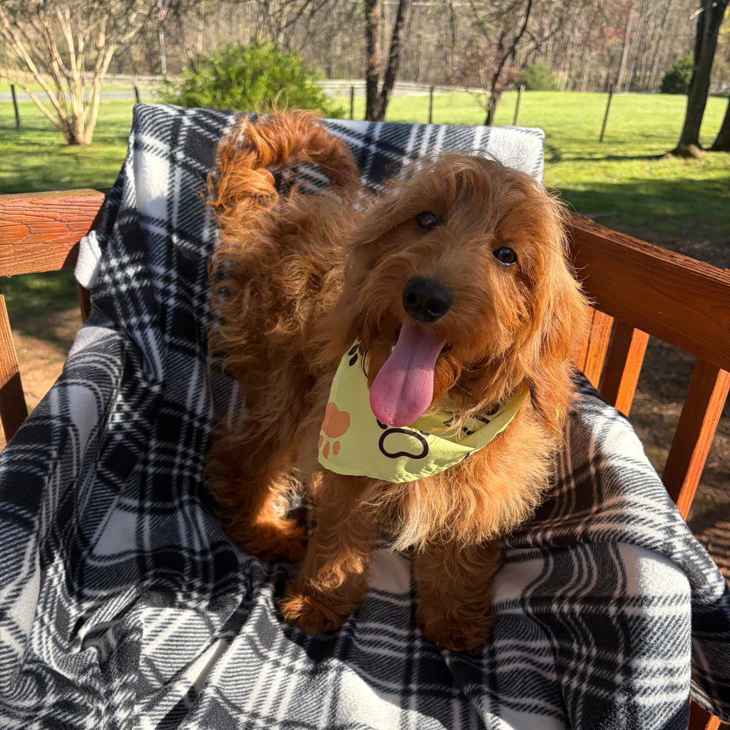 Bo *PRE-TRAINED* - Available Now