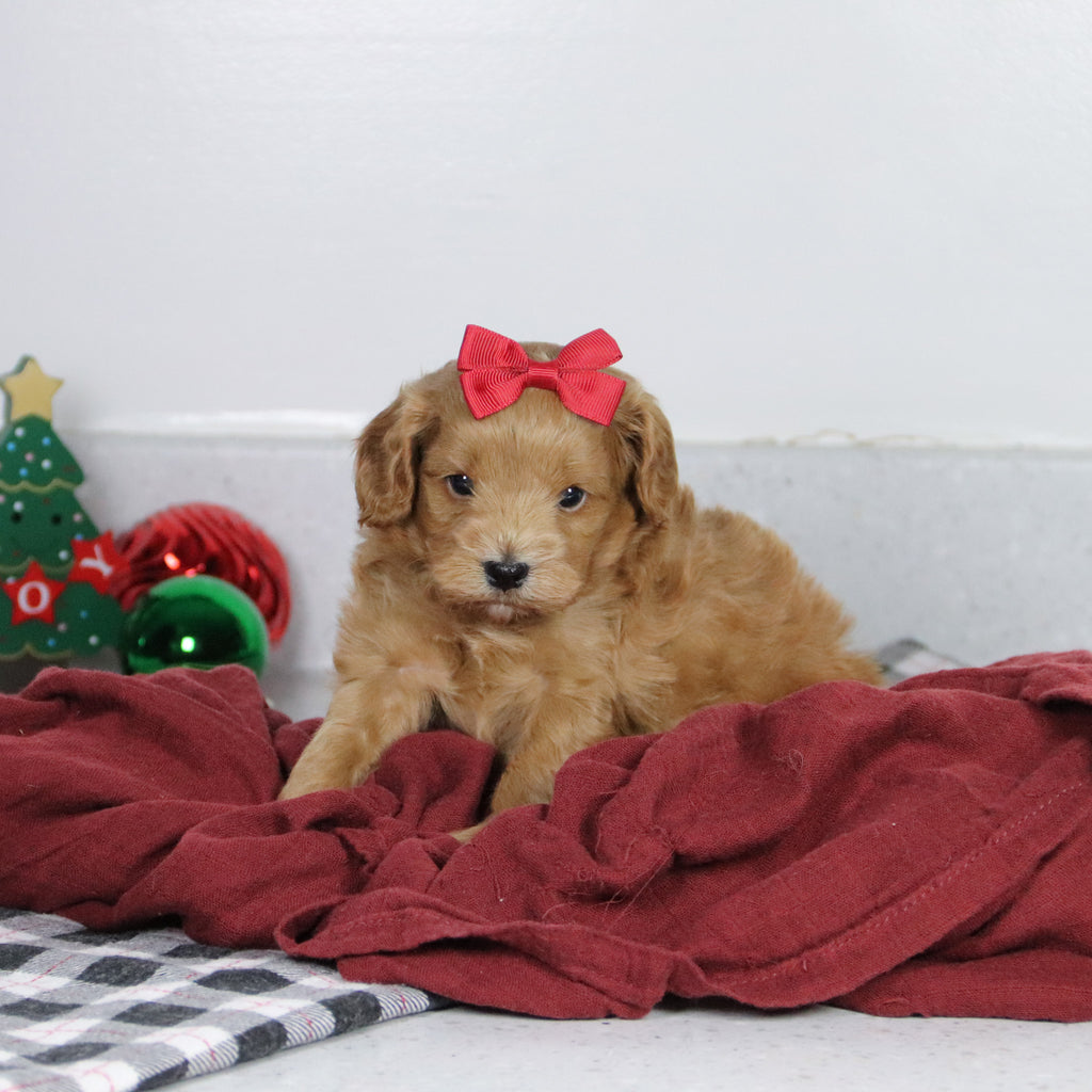 Genesis - Available 1/14