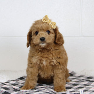 Genesis - Available 1/15