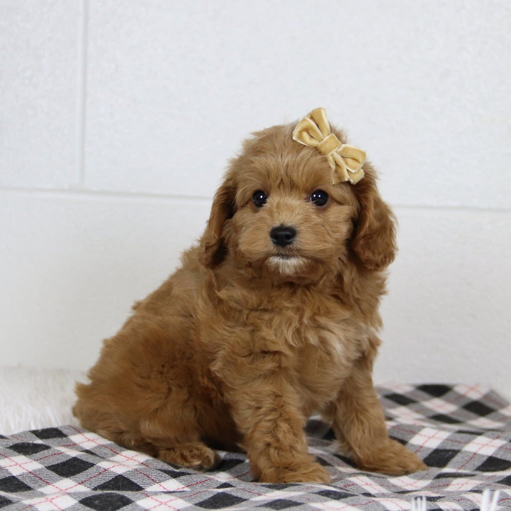 Genesis - Available 1/15