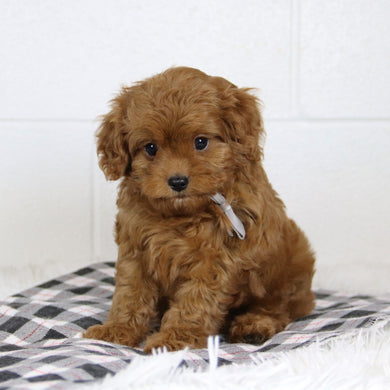 Brinx - Available 1/14