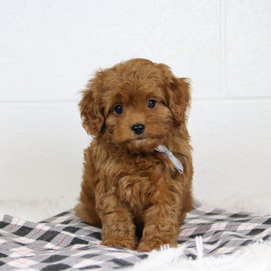 Brinx - Available 1/14