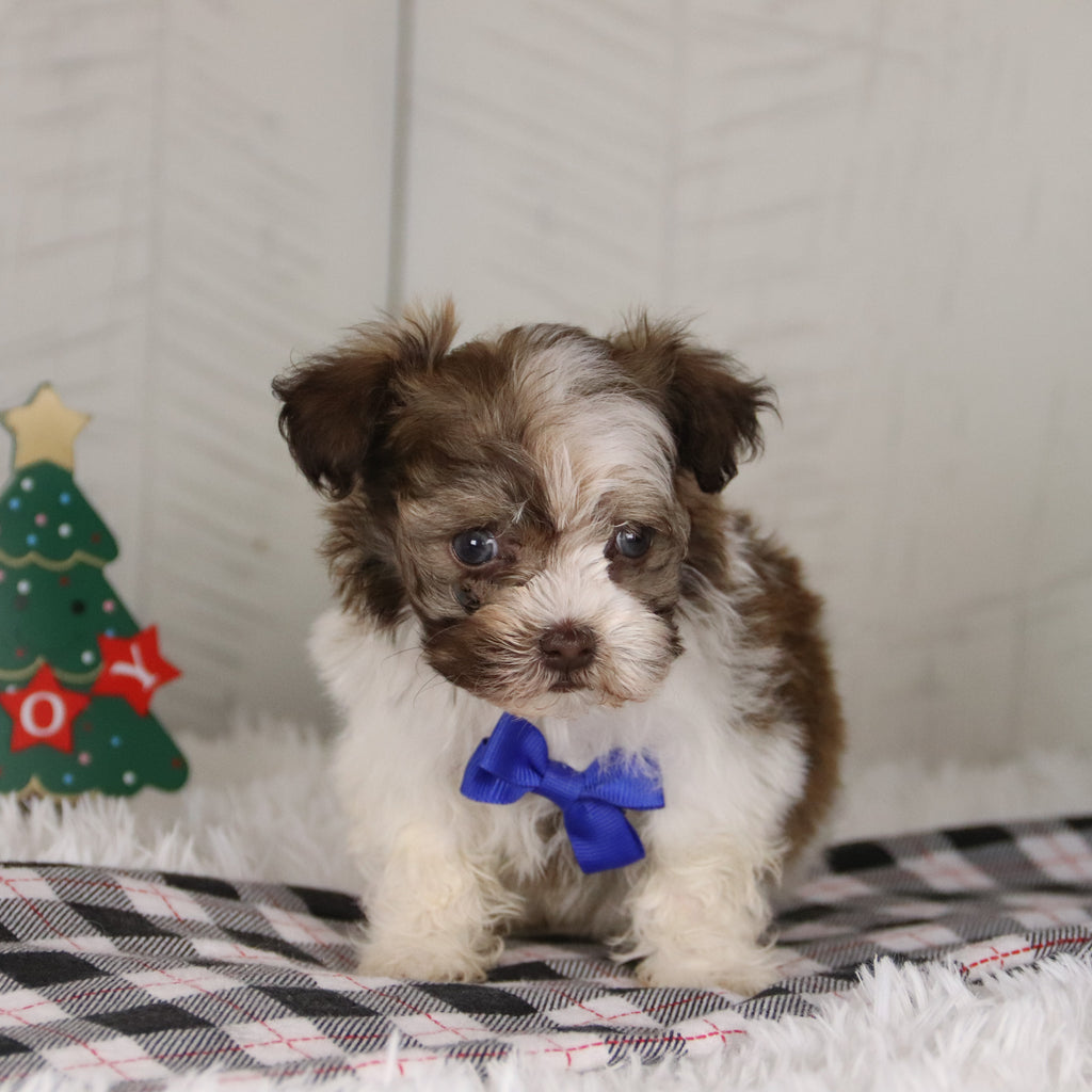 Boone - Available 12/24