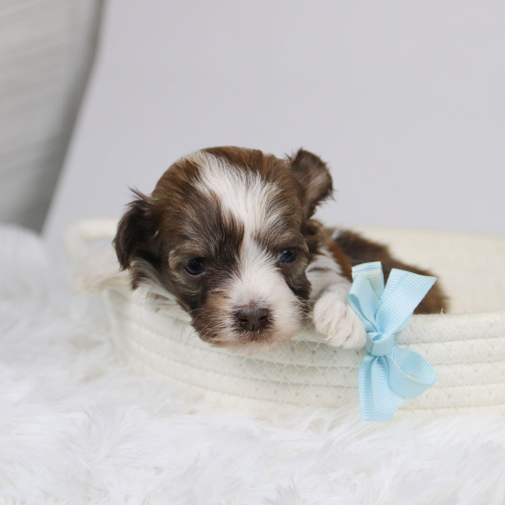 Boone - Available 12/24