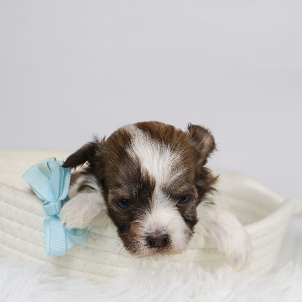 Boone - Available 12/24