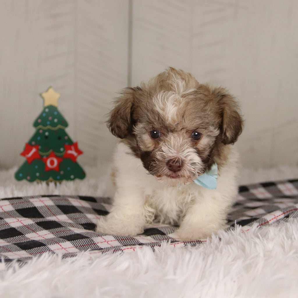 Benson - Available 12/24