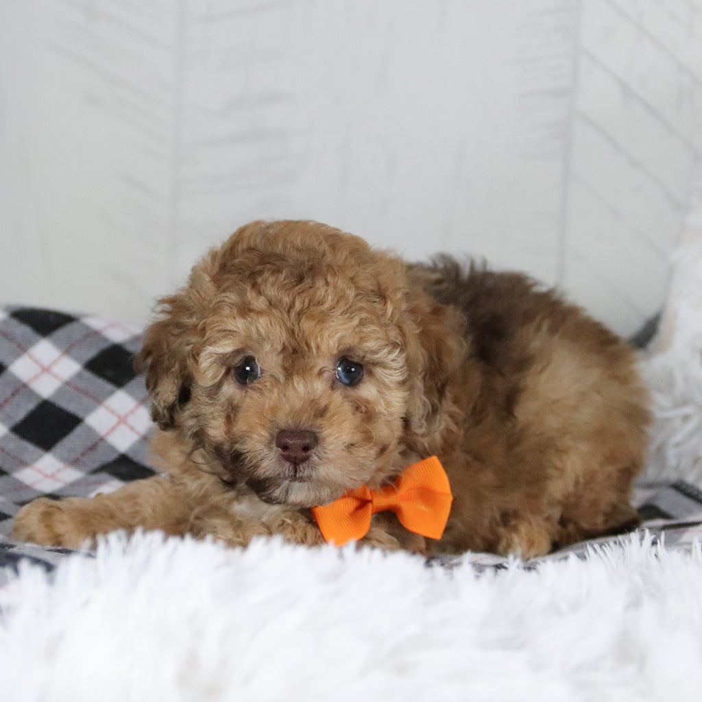 Gid - Available 1/28