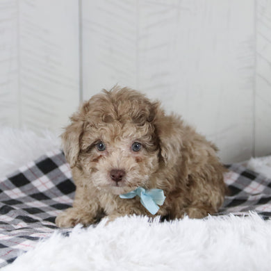 Aldie - Available 1/28