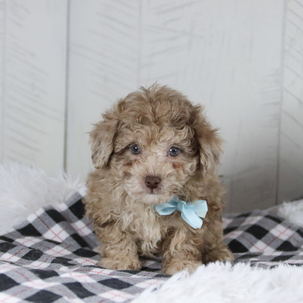 Aldie - Available 1/28