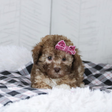 Nikki - Available 1/28