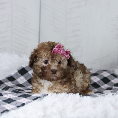 Nikki - Available 1/28