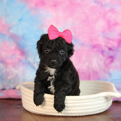 Abbie - Available 1/7