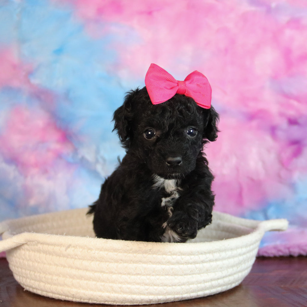 Abbie - Available 1/7