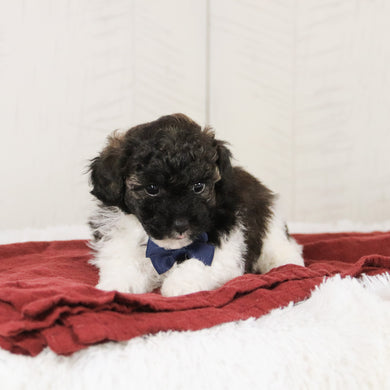 Donald - Available 1/21