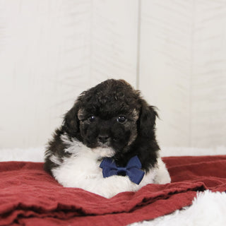 Donald - Available 1/15