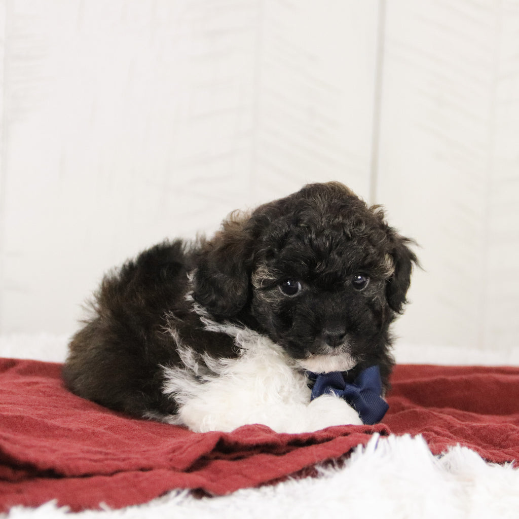 Donald - Available 1/15