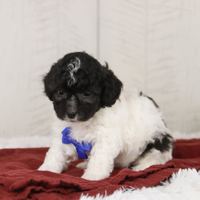 Teddy - Available 1/21