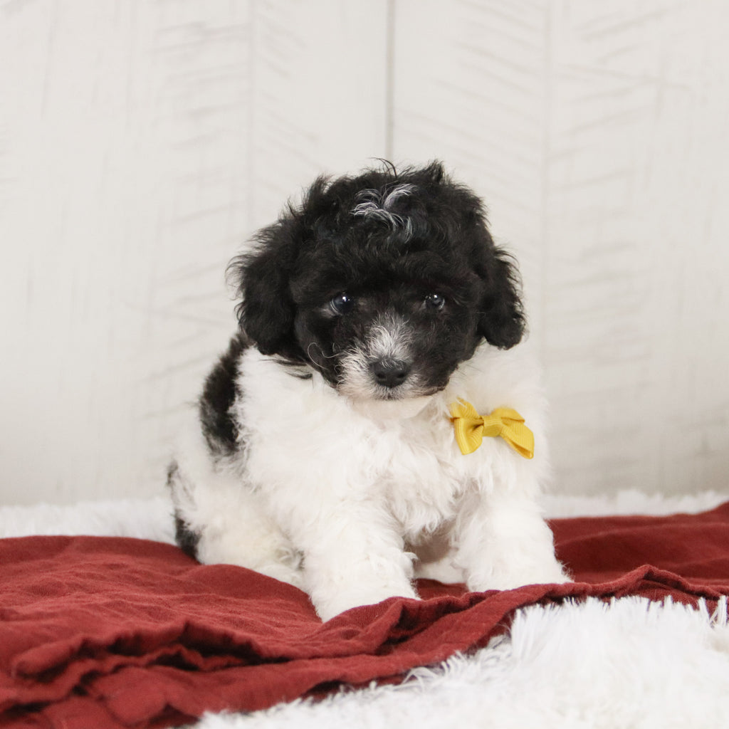 Robin - Available 1/15