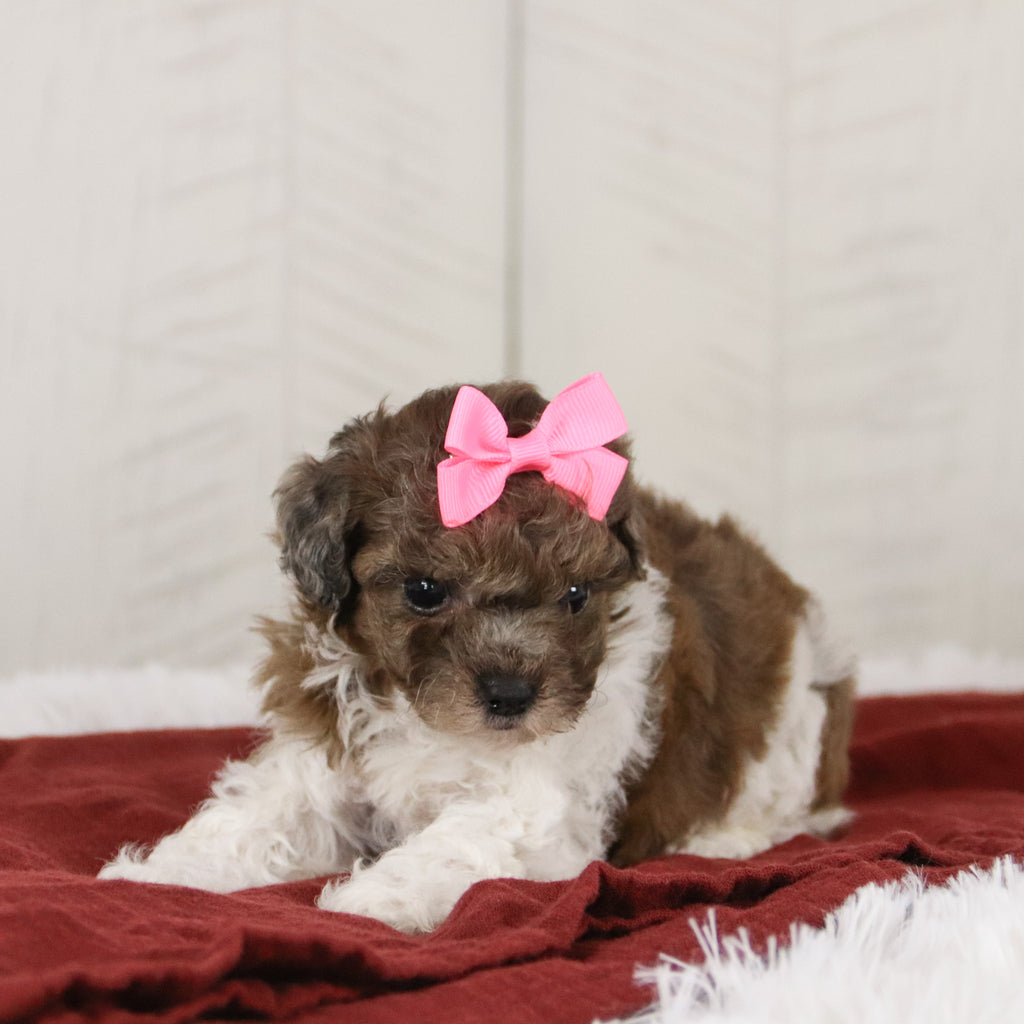 Maureen - Available 1/15