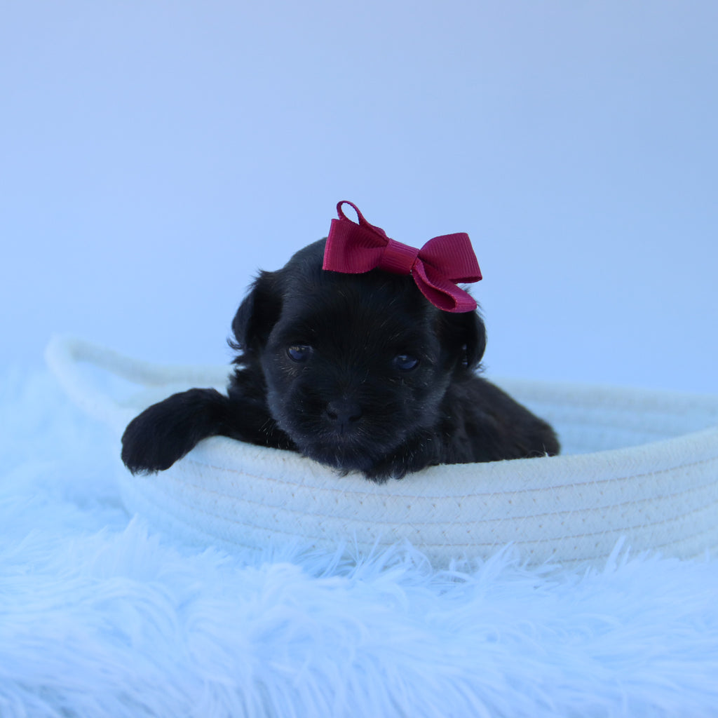 Jazzy - Available 9/9