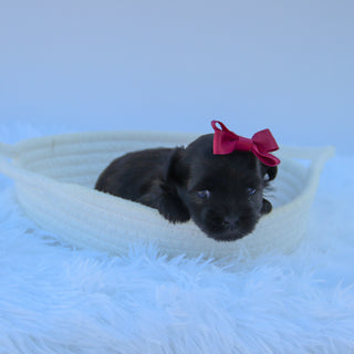 Jazzy - Available 9/9