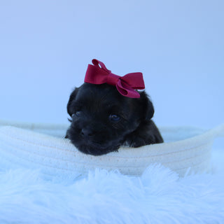 Jazzy - Available 9/9