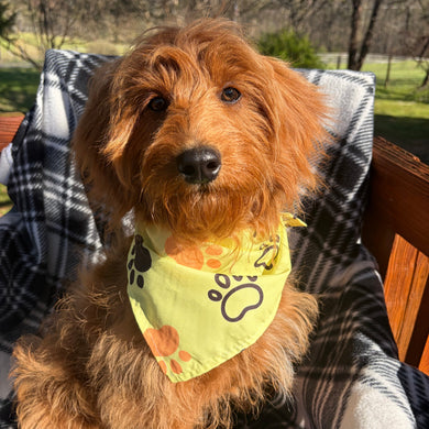 Bo *PRE-TRAINED* - Available Now