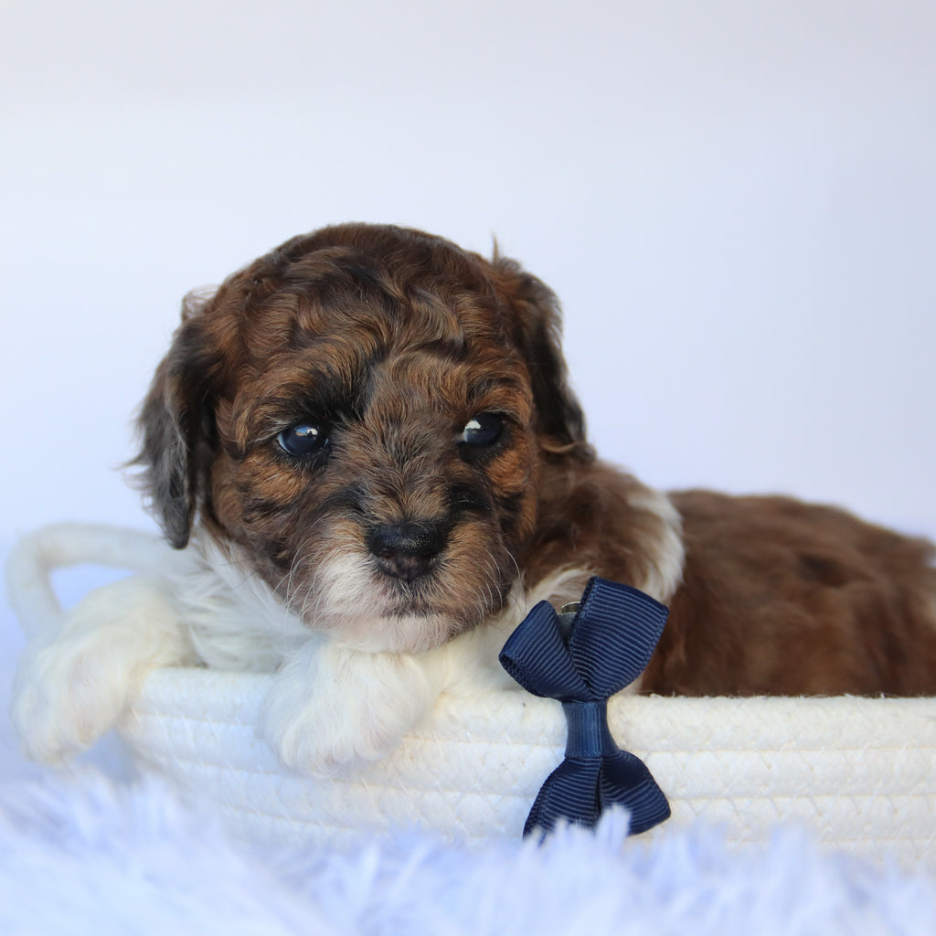 Buckeye - Available 11/5