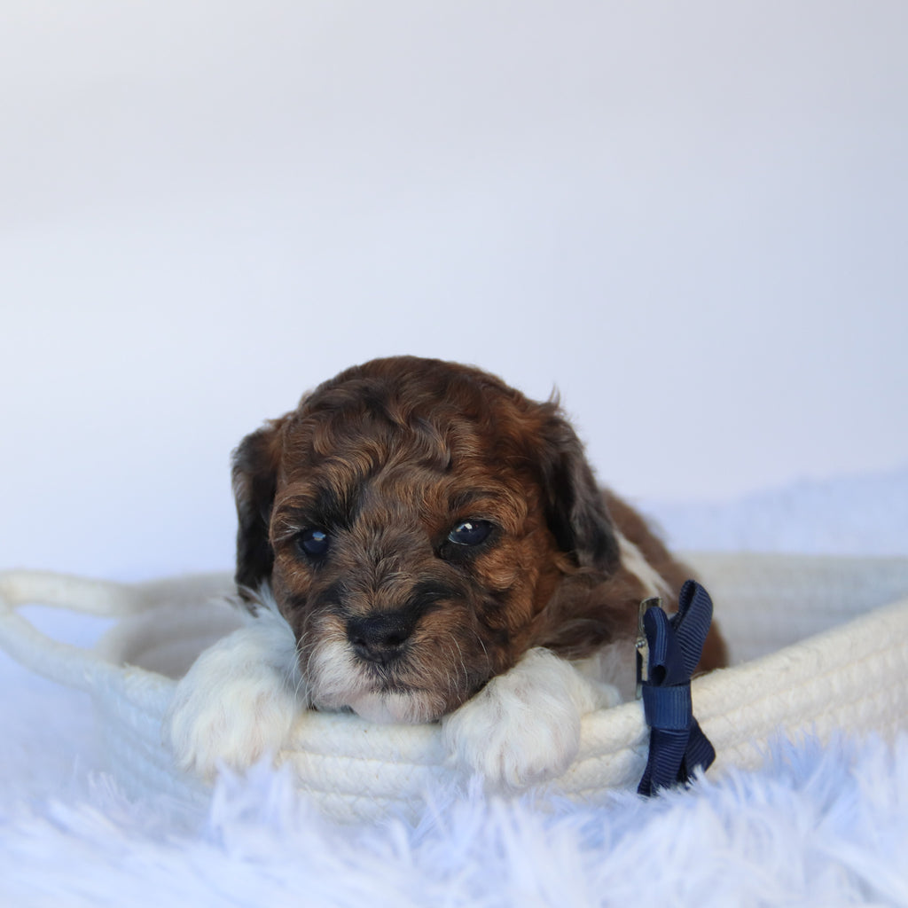 Buckeye - Available 11/5