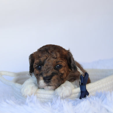 Buckeye - Available 11/5
