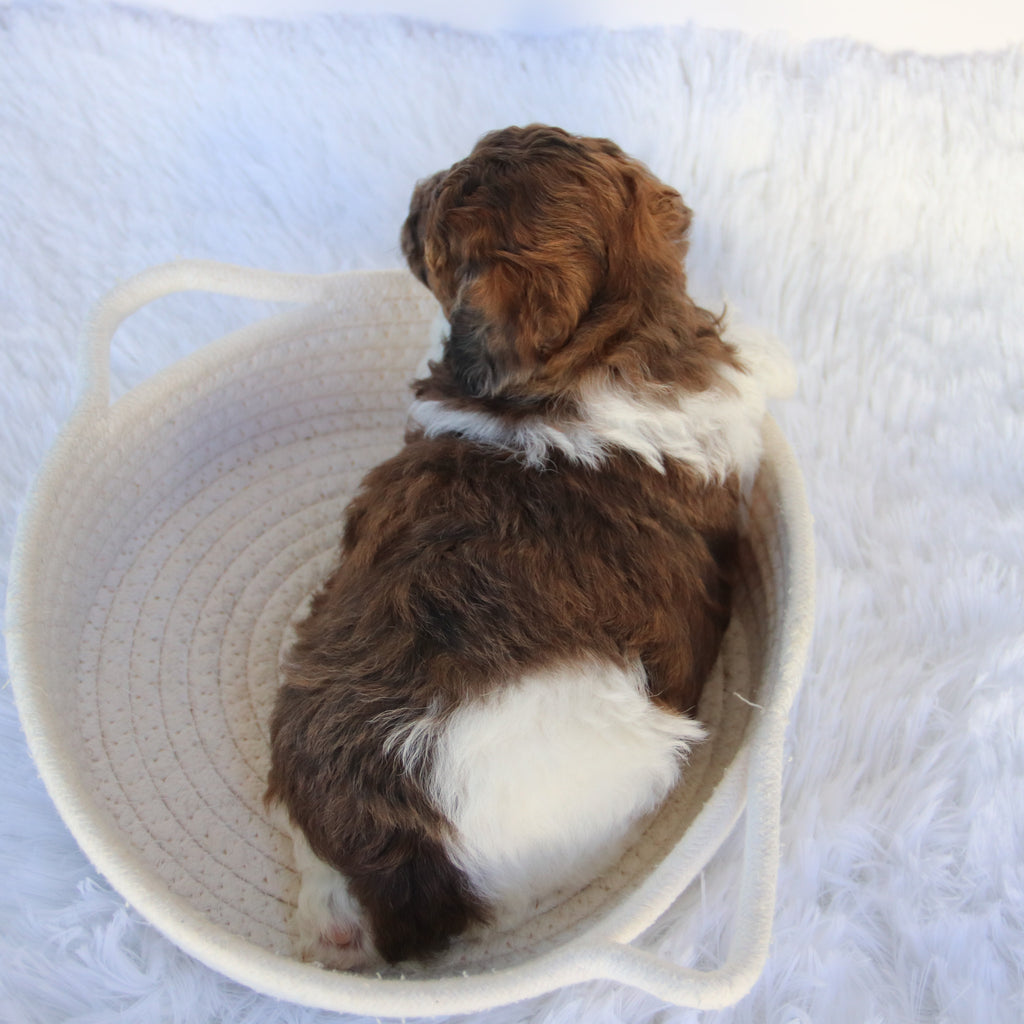 Buckeye - Available 11/5
